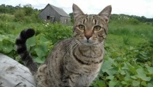 Gatos domésticos matan hasta 10 veces más que depredadores