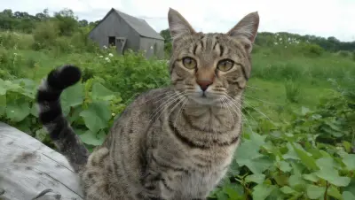 Gatos domésticos matan hasta 10 veces más que depredadores