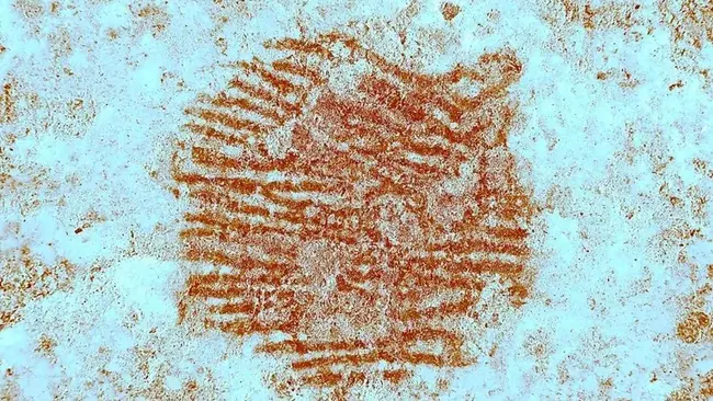 La huella dactilar más antigua del mundo