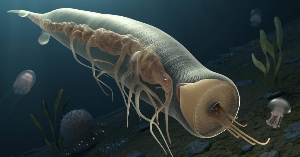 como evoluciono el ano