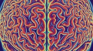 Descubren que las arrugas cerebrales influyen en tu inteligencia